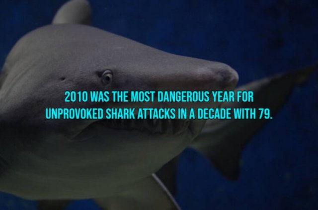 Interesting Facts About Shark Attacks