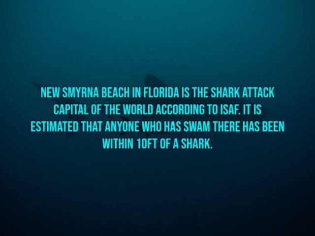 Interesting Facts About Shark Attacks
