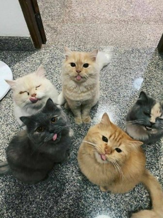 Cute And Funny Cats