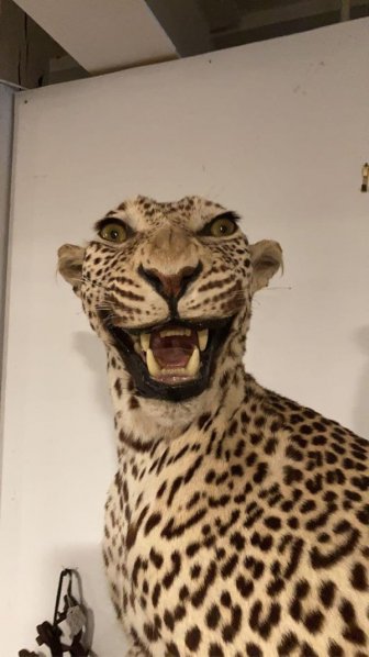 Awful Taxidermy