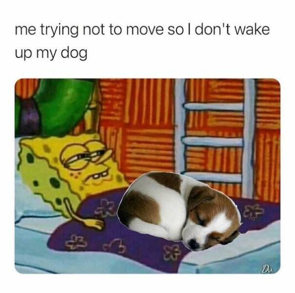 Memes With Dogs, part 2