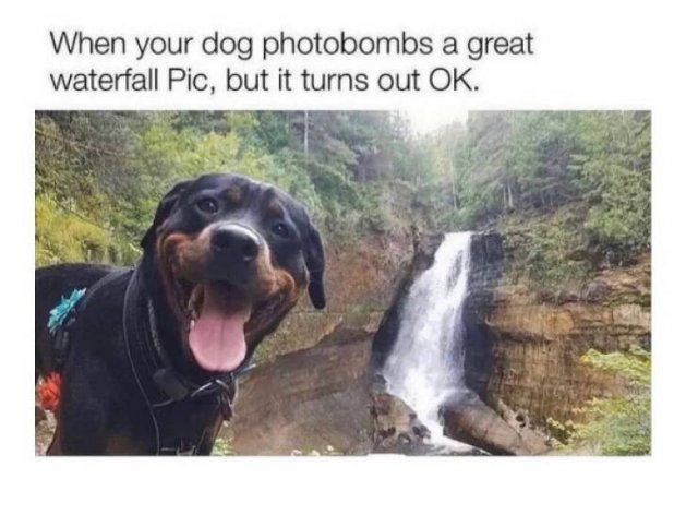 Memes With Dogs, part 2