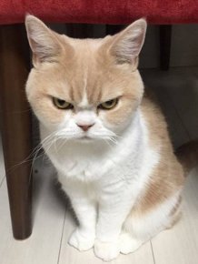 Angry And Funny Cats