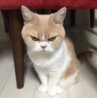 Angry And Funny Cats