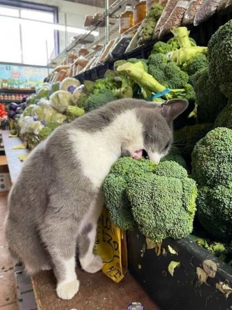 Funny Cats In Shops