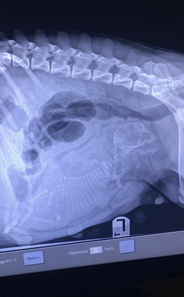 Unusual X-Rays
