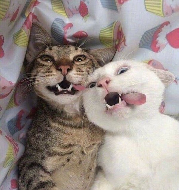 ''Angry'' Cats
