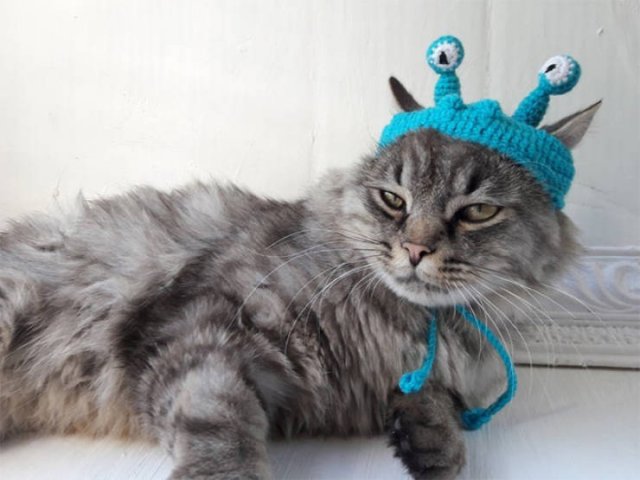 Funny Animals In Crochet Clothes