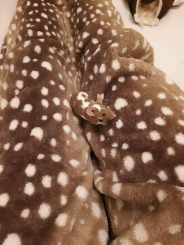 Accidental Camouflage, part 18