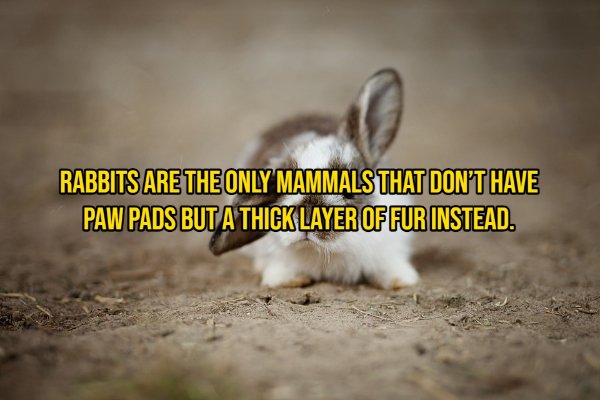 Interesting Facts About Animals, part 2
