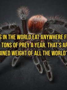 Interesting Facts About Animals