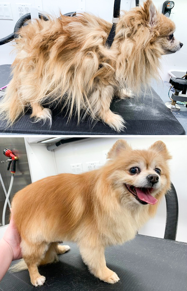 Animals Before And After Grooming