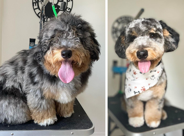 Animals Before And After Grooming