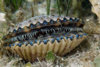 Amazing Finds In The Deep Sea