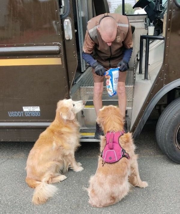 Funny Dogs And Delivery Drivers