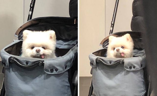 Funny Dogs In Bags