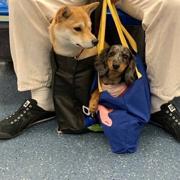 Funny Dogs In Bags
