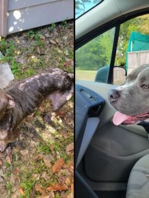 Cute Animals Before And After They Found Their Home