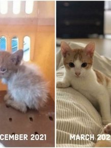 Animals Before And After They Found Their Home