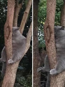 Cats Can Sleep Wherever They Want