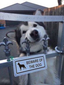 "Dangerous" Dogs