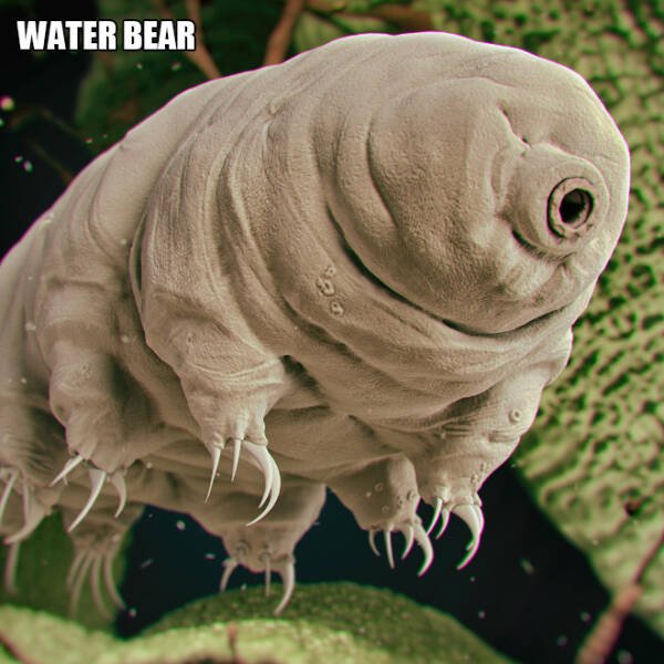 Different Creatures Under The Microscope