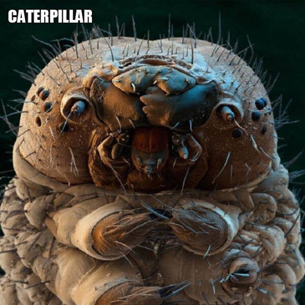 Different Creatures Under The Microscope