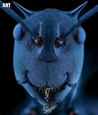 Different Creatures Under The Microscope