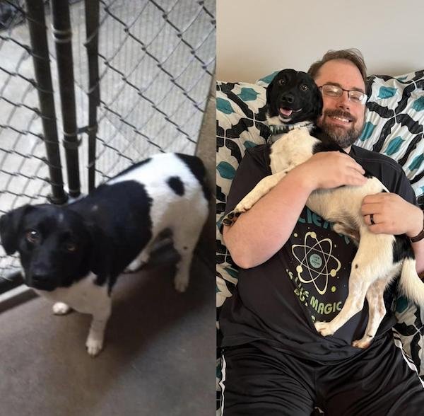 Homeless Animals Before And After They Found Their Home
