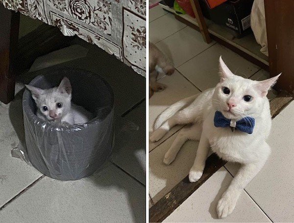 Homeless Animals Before And After They Found Their Home