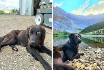 Homeless Animals Before And After They Found Their Home