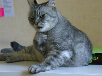 Funny And ''Angry'' Cats