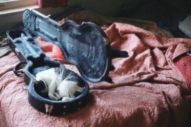 Cats Can Sleep Everywhere
