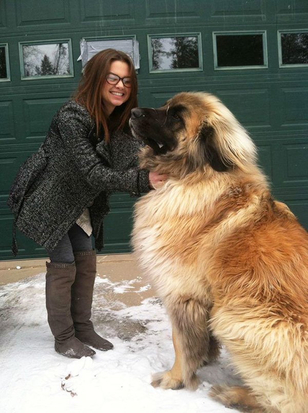 Giant Dogs, part 2