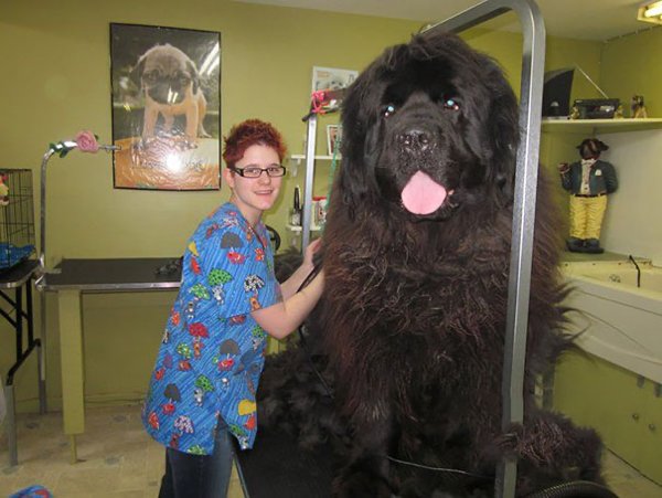 Giant Dogs, part 2