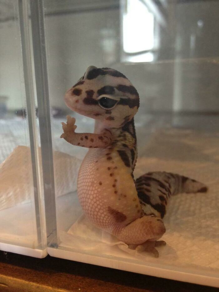 Funny And Cute Lizards
