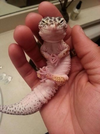 Funny And Cute Lizards