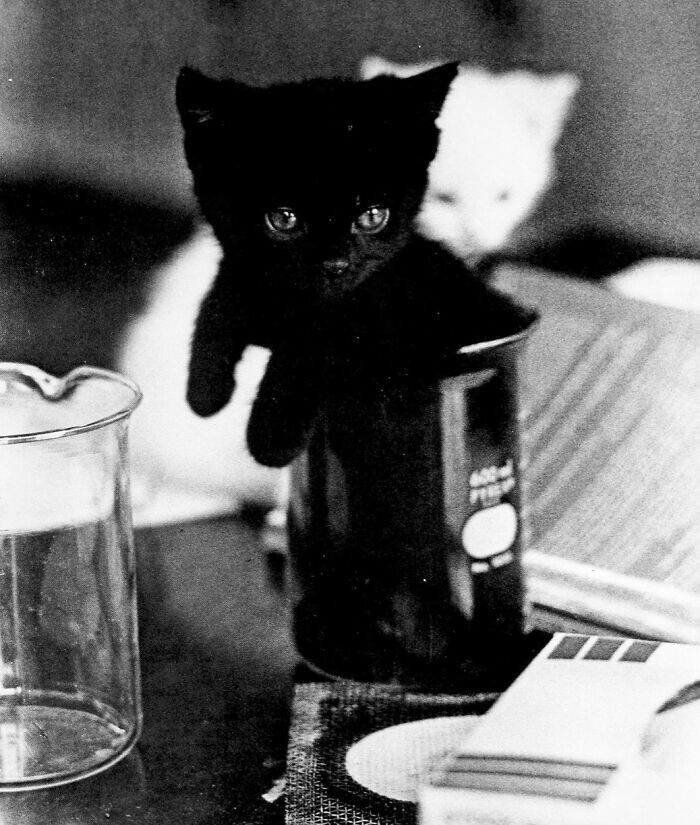 Vintage Cats Photos