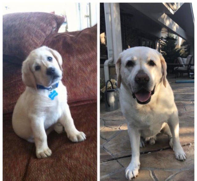From Puppies To Dogs, part 2