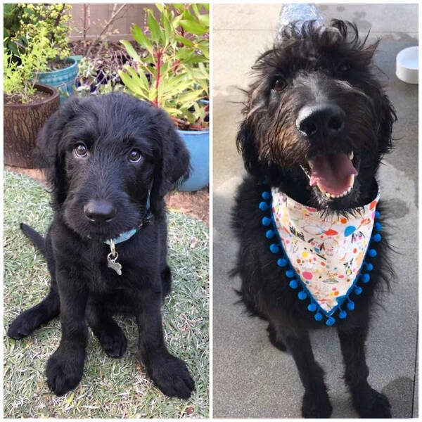 From Puppies To Dogs, part 2