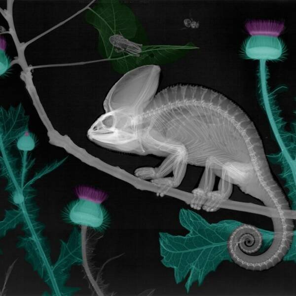 X-Ray Pictures Of Nature