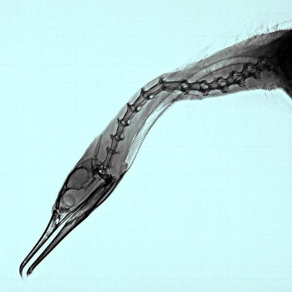 X-Ray Pictures Of Nature