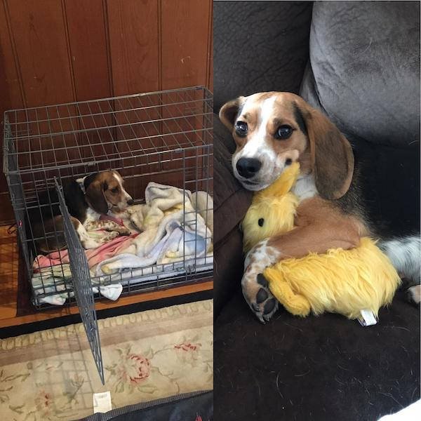 Dogs Before And After They Found A New Home