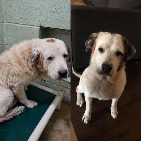 Dogs Before And After They Found A New Home