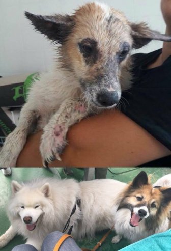 Dogs Before And After They Found A New Home