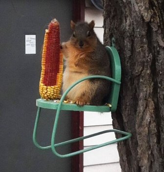 Cute And Funny Squirrels