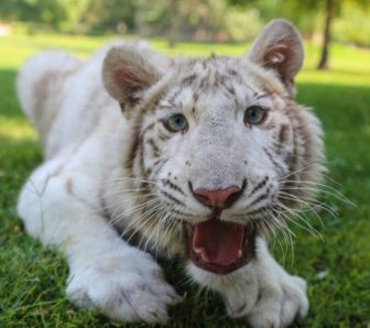 Albino Animals