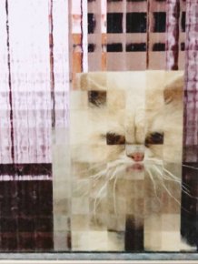 Funny Pixelated Cats