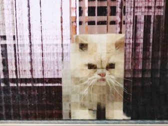 Funny Pixelated Cats