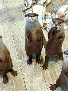 Cute And Funny Otters